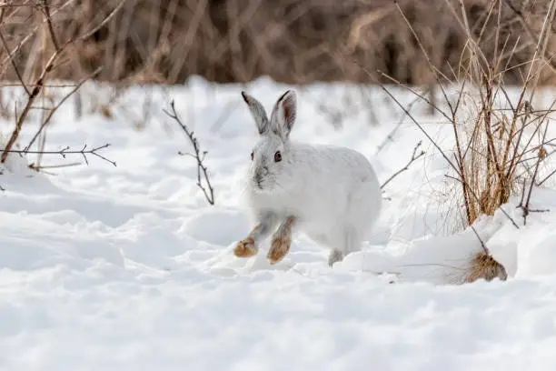 Photo of White snowshoe hare running through snow