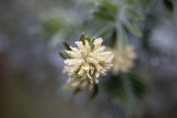 istock Flower of a Jupiter beard,  Anthyllis barba jovis 1324758370