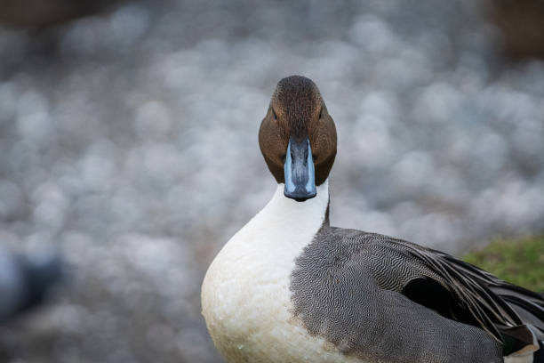 istock Northern Pintail Duck 1324758473