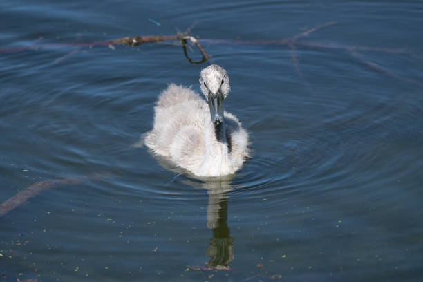 Cygnets swimming in the lake, beautiful colors of the water