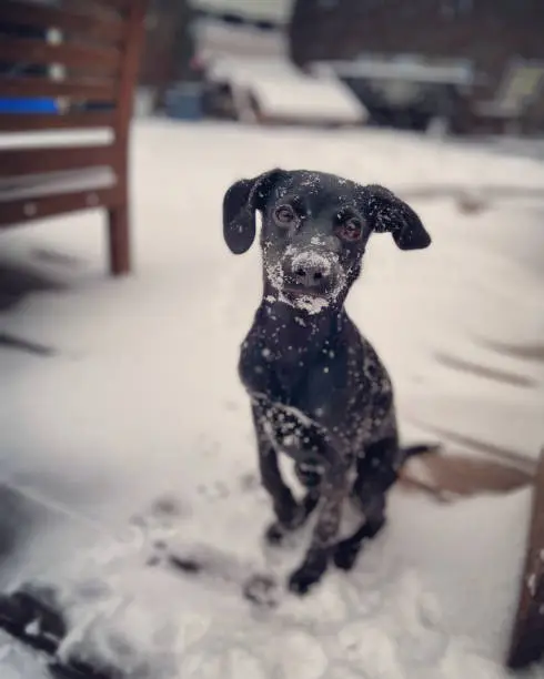 Puppy in the first Snow