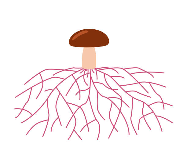 Mushroom life, growth mycelium from spore. Spore germination, mycelial expansion and formation hyphal knot. Vector illustration Mushroom life cycle stages, growth mycelium from spore. Spore germination, mycelial expansion and formation hyphal knot. Vector hypha stock illustrations