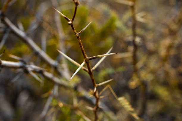 istock Bare Thorns Cover A Desert Bush 1324761526
