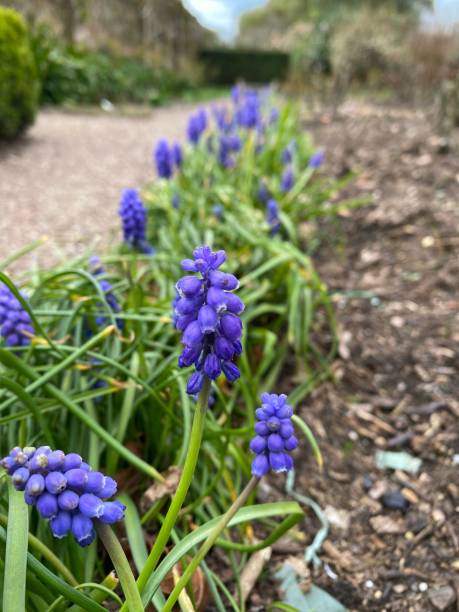 istock Muscari flowers 1324761554