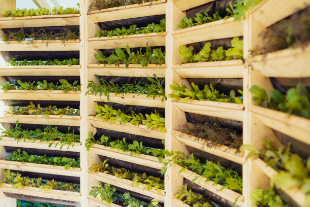 sistema de madeira de agricultura urbana vertical e tecnologia de jardinagem. jardim de cozinha vertical orgânico com vegetação e ervas. plantio domiciliar e cultivo de alimentos. foco seletivo. - homegrown produce environment greenhouse futuristic - fotografias e filmes do acervo