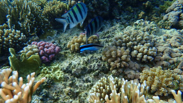 istock Sergeant major or Indo-Pacific sergeant (Abudefduf vaigiensis) and bluestreak cleaner wrasse (Labroides dimidiatus) undersea 1324762395