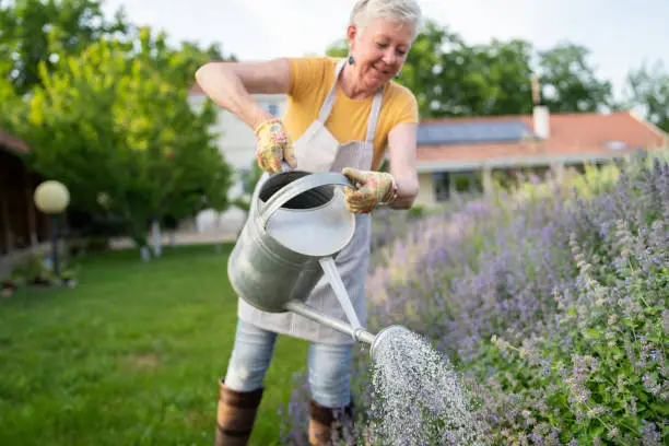 A silver-haired woman is sprinkling water over the flowerbed on a warm day