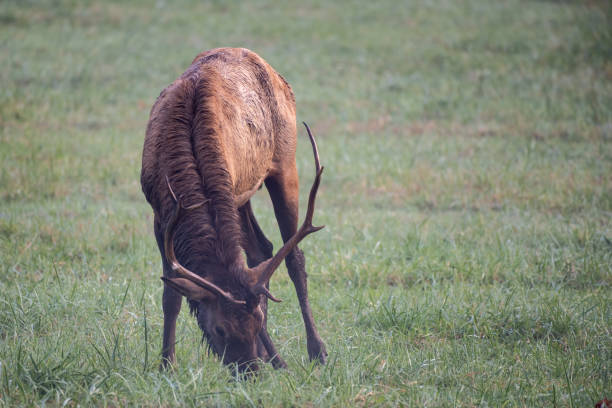 istock Damp Bull Elk Grazing in Open Field 1324762610