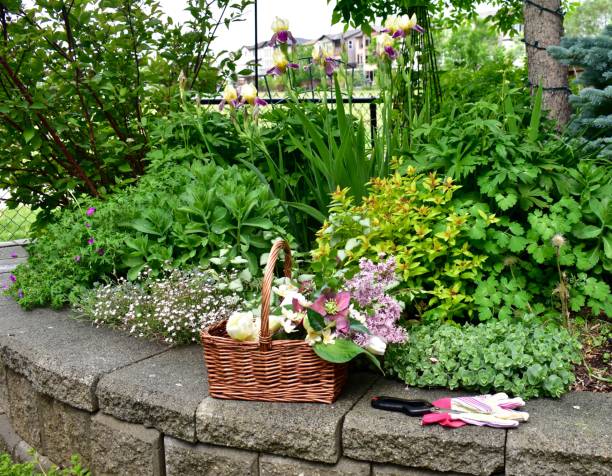 istock Garden tools including shovel and rake along with potted annual geraniums ready for planting in spring garden for summer flowers 1324762787