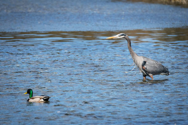 istock Heron's Hunting for Food 1324763772