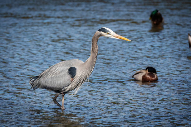 istock Heron's Hunting for Food 1324764081