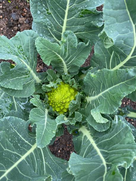 flor de coliflor lazio lista para cosechar - vegetable garden vegetable high angle view weeding fotografías e imágenes de stock