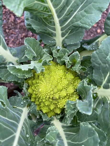 istock Cauliflower lazio flower ready to harvest 1324764837