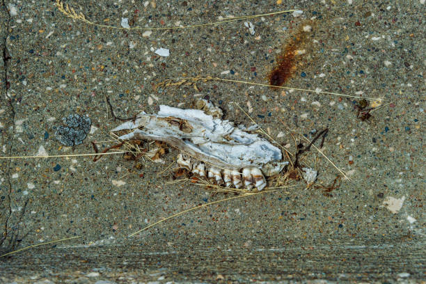 The decomposed skull or jaw of an unknown animal lays on the concrete of a parking lot.