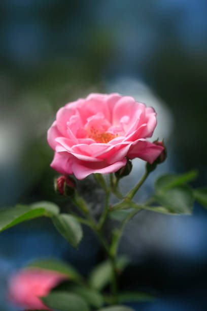 rosas coloridas no fundo da natureza - 2552 - fotografias e filmes do acervo