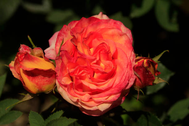 Colorful roses on nature background