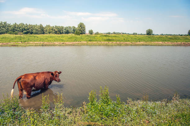 Brand-red cow hesitantly enters the water while looking at the photographer. The photo was taken on a hot spring day in a nature area in the province of North Brabant.