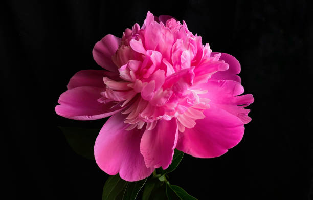 istock Low key shot of a pink peony flower.  A square shaped template for your bright projects 1324769119