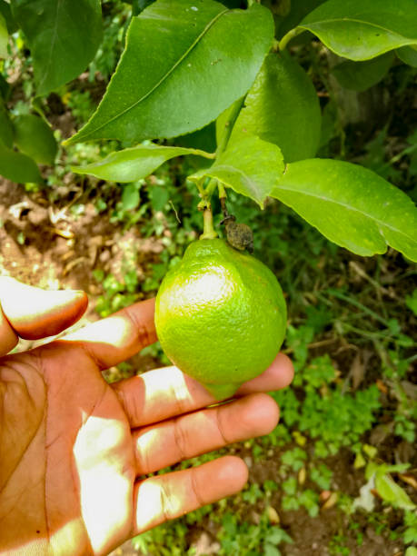 istock a hand clutching a greenish lemon on its branch 1324769269