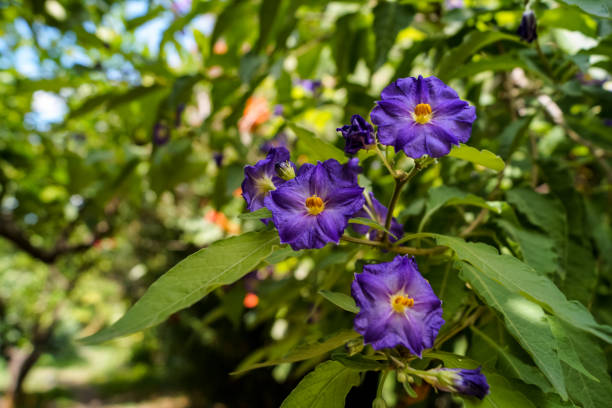 istock Beautiful purple floower in garden 1324769919