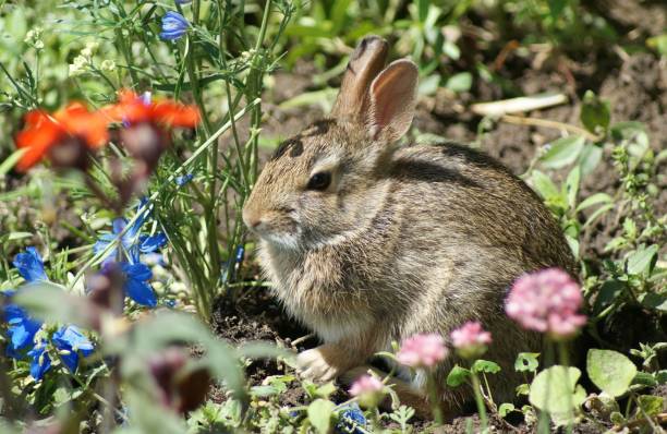 istock Baby rabbit and flowers 1324769964