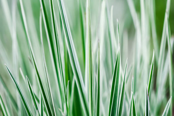 istock Decorative green and white grass.  Arrhenatherum elatius bulbosum variegatum. Natural background. 1324770301