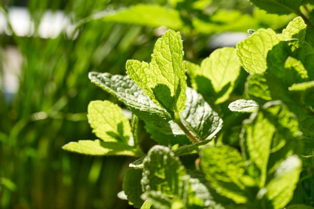 istock Fresh peppermint herb growing outdoors 1324771060