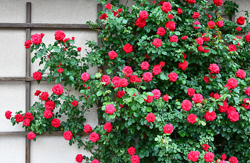 red roses grow on a house wall