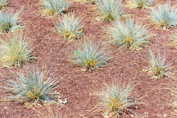 istock Water efficient ornamental grass planted in soil covered with mulch 1324772752