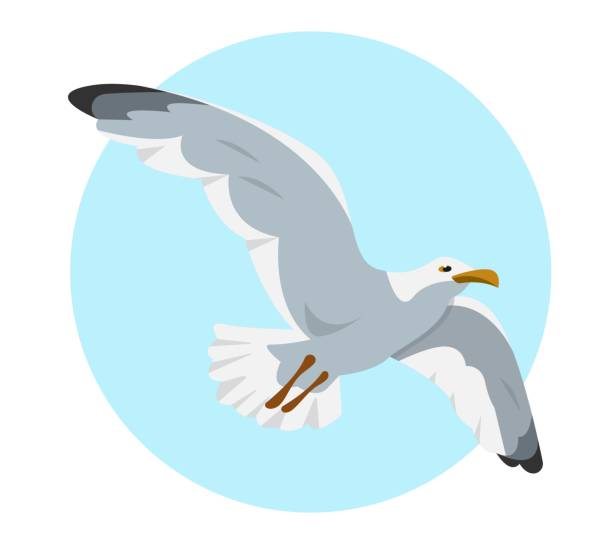 Gray and white seagull in sky. Flying gull. Gray and white seagull in sky. Flying gull. Sea bird cartoon icon vector illustration. seagull stock illustrations