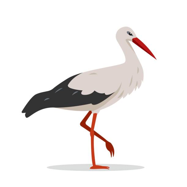 stały bocian ptak wyizolowany na białym tle. - white heron stock illustrations