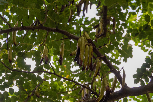Carob tree - green carob fruit pods on tree.