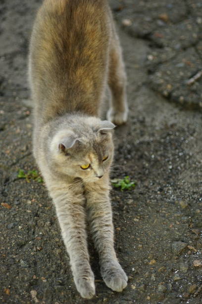 istock turtle british cat stretching on the road 1324773911