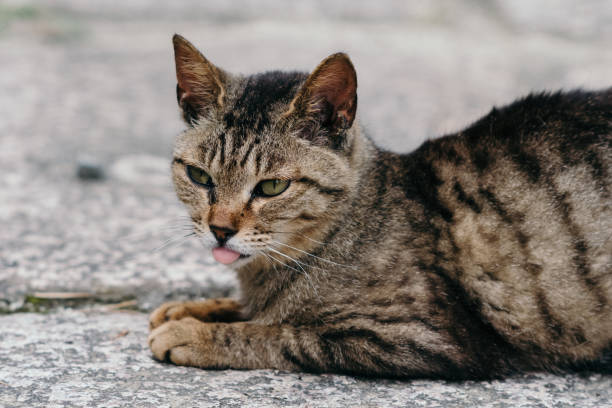 Cat is sticking out it's tongue Cat is sticking out it's tongue cat sticking out tongue stock pictures, royalty-free photos & images