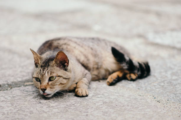 istock Cat is sticking out it's tongue 1324774821