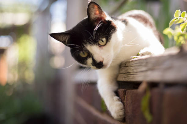 nette junge katze spielt in einem garten - playing with cat stock-fotos und bilder