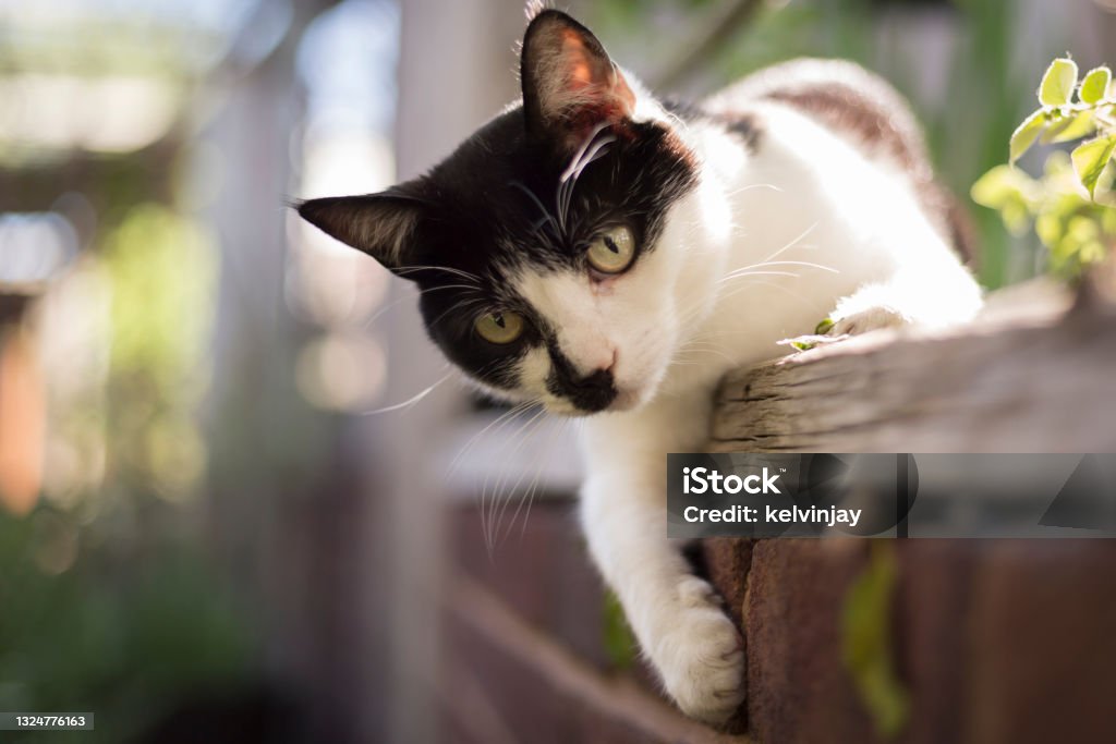 Cute young cat playing in a garden Domestic Cat Stock Photo