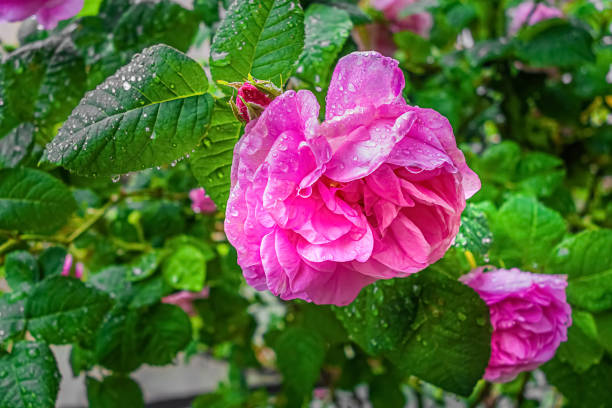istock Pink damask rose flower with droplets 1324776169