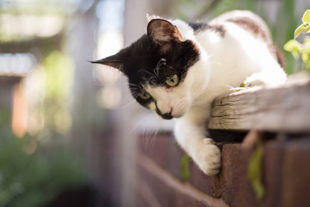 Cute young cat playing in a garden