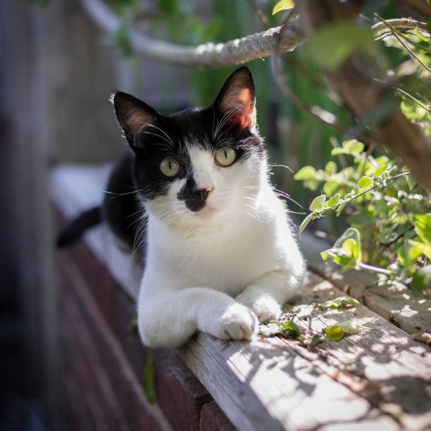 istock Cute young cat playing in a garden 1324776194