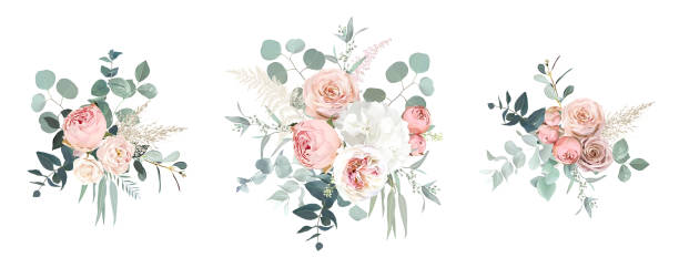 illustrations, cliparts, dessins animés et icônes de roses de jardin rose blush, ranunculus, fleurs d’hortensia vecteur bouquets de conception - rose fleur