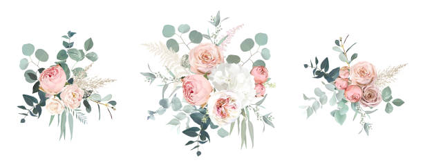 Blush pink garden roses, ranunculus, hydrangea flowers vector design bouquets Blush pink garden roses, ranunculus, hydrangea flowers vector design bouquets. Wedding floral and greenery. Mint, pink, beige, green tones. Watercolor flowers. Summer style. Elements are isolated vector rose bouquet stock illustrations