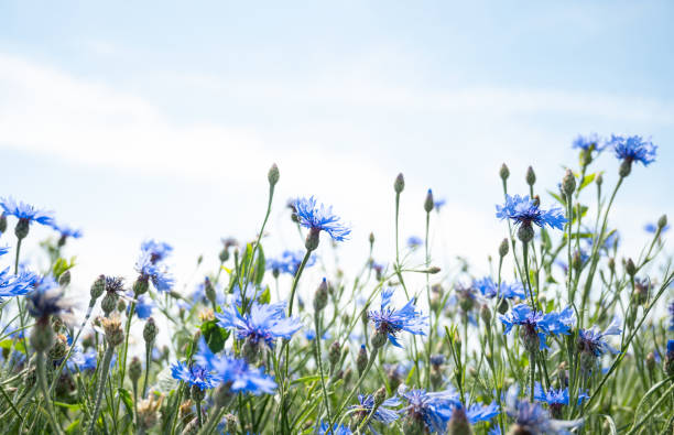 istock a field of blue cornflowers against a blue sky 1324780640