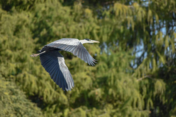 istock cocoi heron (Ardea cocoi) in flight in a park in Buenos Aires 1324782983