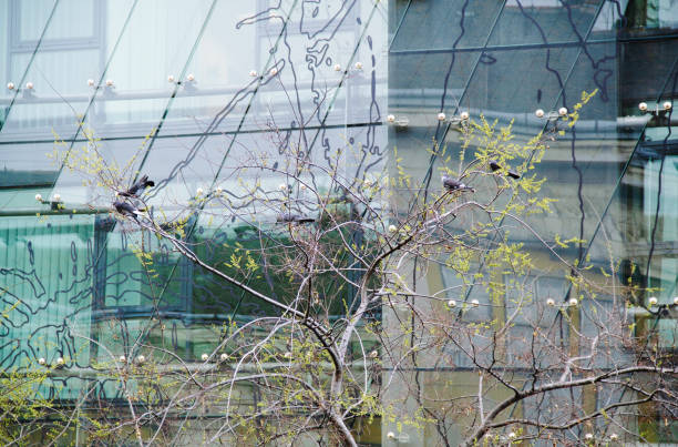 Financial Building Reflecting with Sunlight and Blue Sky, Springtime Trees and Birds in the Foreground in Ulloi Avenue, 8th District of Budapest Downtown, Hungary in April 2021 - The Ü48 Corner Center Office Building was built in 2009 in Jozsefvaros, 8th district of downtown Budapest between the Corvin District and Semmelweis Clinics subway stations. Graphic design elements can be seen on the facade glass wall of the building. The Ü48 Corner Center has a bank branch and an ATM.