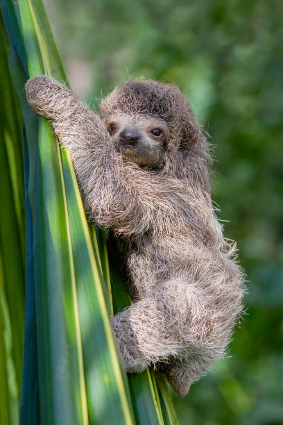 istock Baby Brown-throated Sloth climbing palm 1324784654