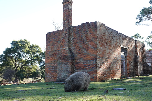 A wombat eating in front of an old building ruins on Maria Island in Tasmania