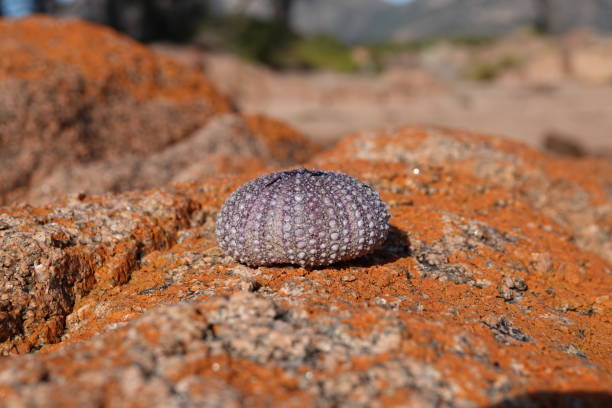 ウニ貝殻 - green sea urchin 写真 ストックフォトと画像