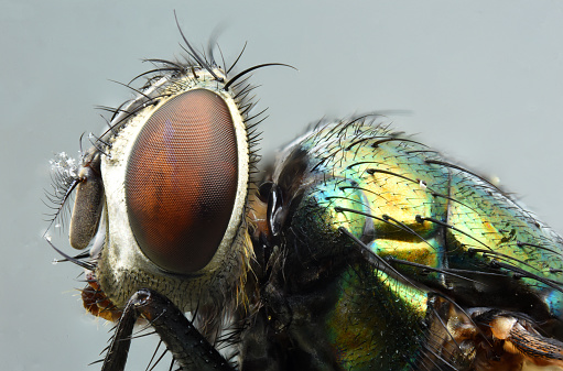 Blue-tailed Damselfly (Ischnura elegans) close-up of adult with fly prey\n\nEccles-on-sea, Norfolk, UK.          September