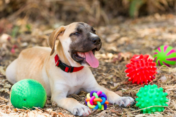 istock Dog Toys Playing Colorful 1324787085